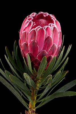 Protea-Protea Venus